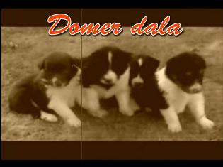 Domer dala