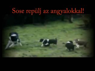 Sose repülj az angyalokkal!