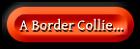 Informácók a Border Collie kutyáról